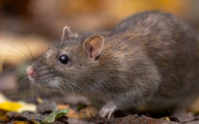 Froid et invasion de rongeurs : votre maison est-elle protégée ?