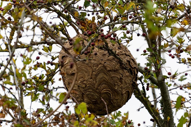 Nid de frelons asiatiques installé dans un arbre représentant un danger dans le Gard et le Vaucluse