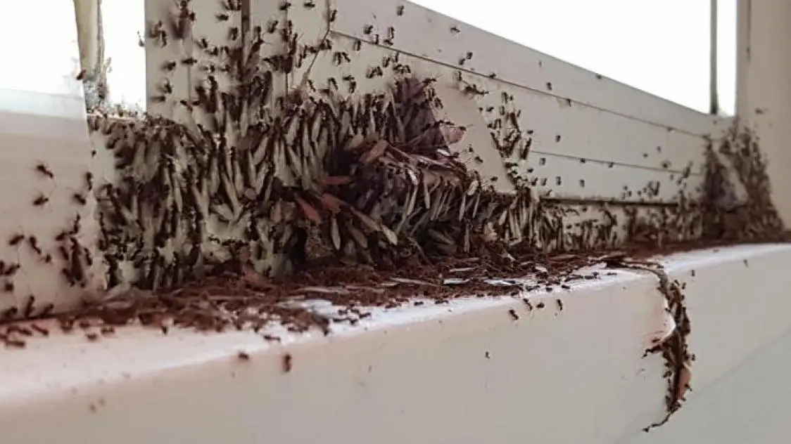 Infestation de fourmis charpentières avec sciure autour d’une fenêtre en Vaucluse (84)