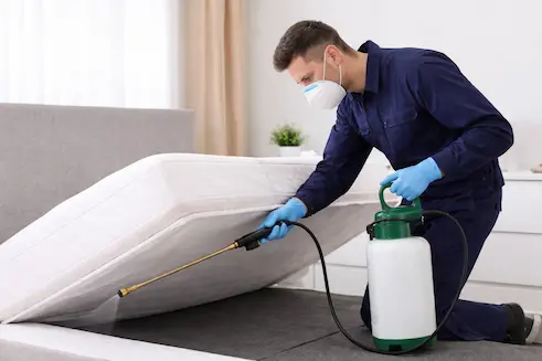 Intervention professionnelle contre les punaises de lit – Gard et Vaucluse