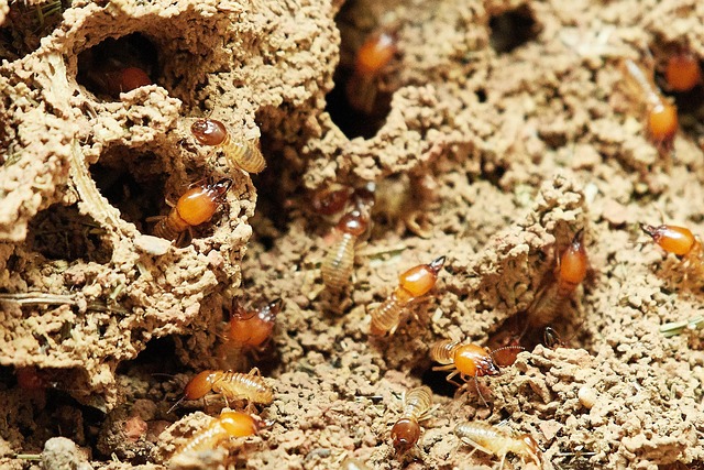 termites souterrains présents dans le sol à l’origine des infestations de maisons