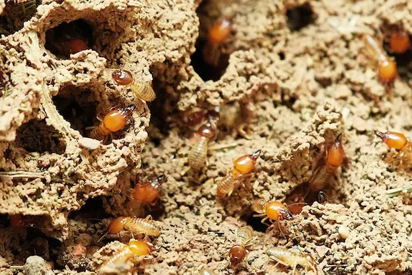 Termites souterrains dans le sol d’une maison neuve – détection et traitement professionnel