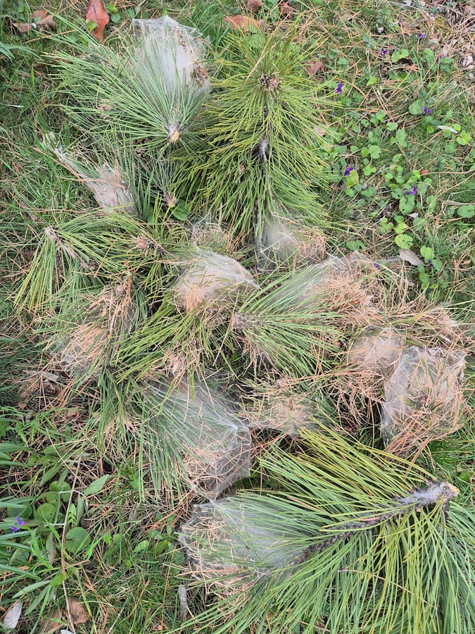 nids de chenilles processionnaires dans un pin dans le vaucluse