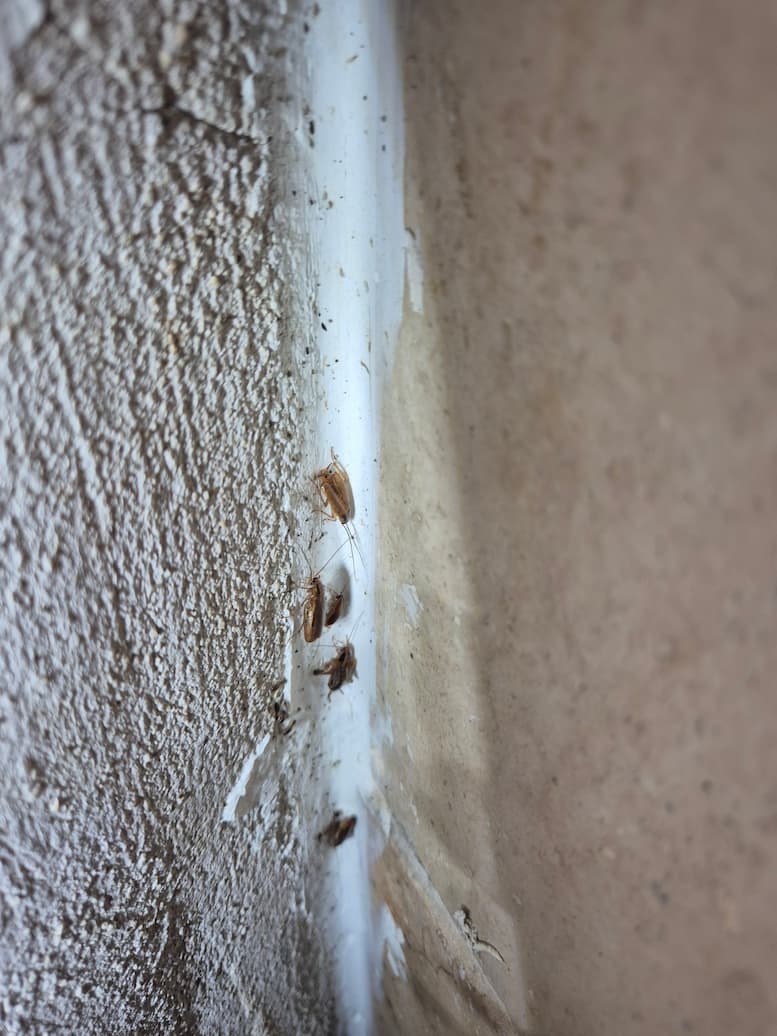 presence de cafards dans une habitation dans le vaucluse